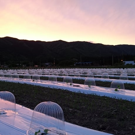 農家直送 近江伝統野菜 無農薬まくわうり 5kgセット