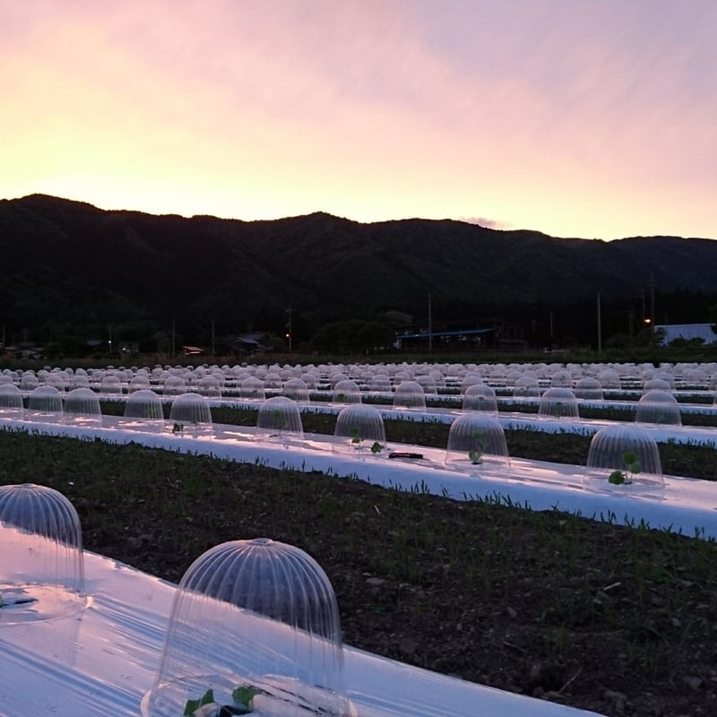 農家直送 近江伝統野菜 無農薬まくわうり 5kgセット | Satoyama