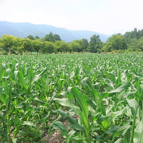 【有機JAS認証】農家直送 里山育ちの無農薬とうもろこし【おおもの】 10本セット