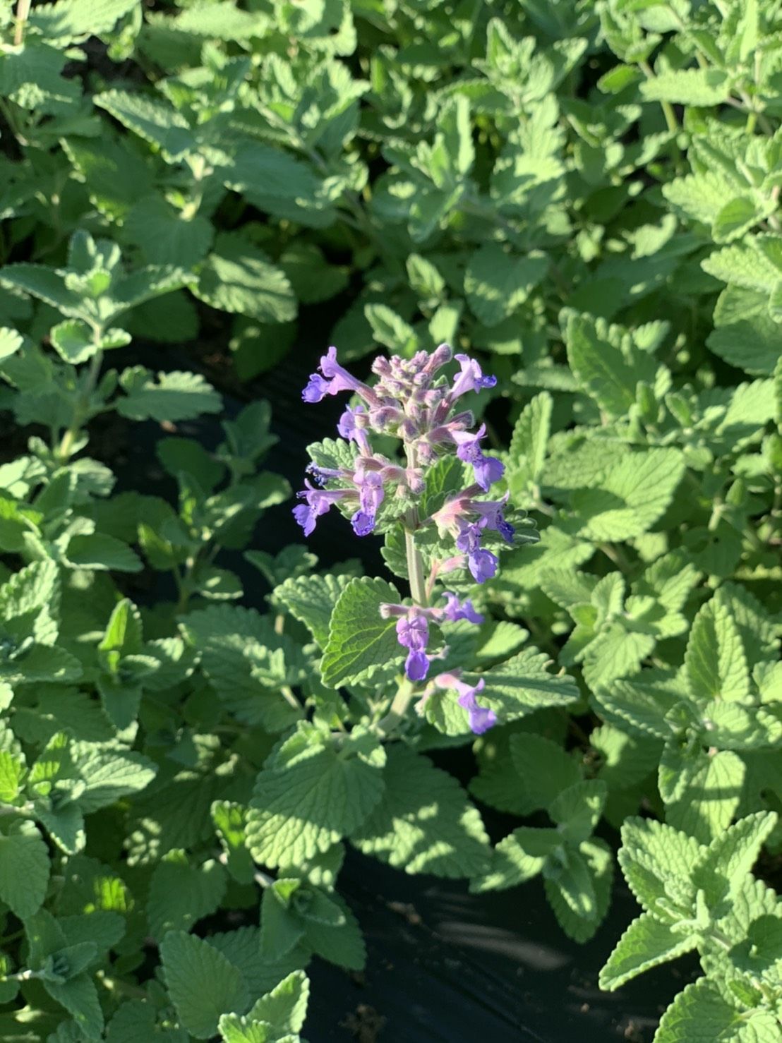 ご予約自家製ハーブ ご予約自家製ハーブ