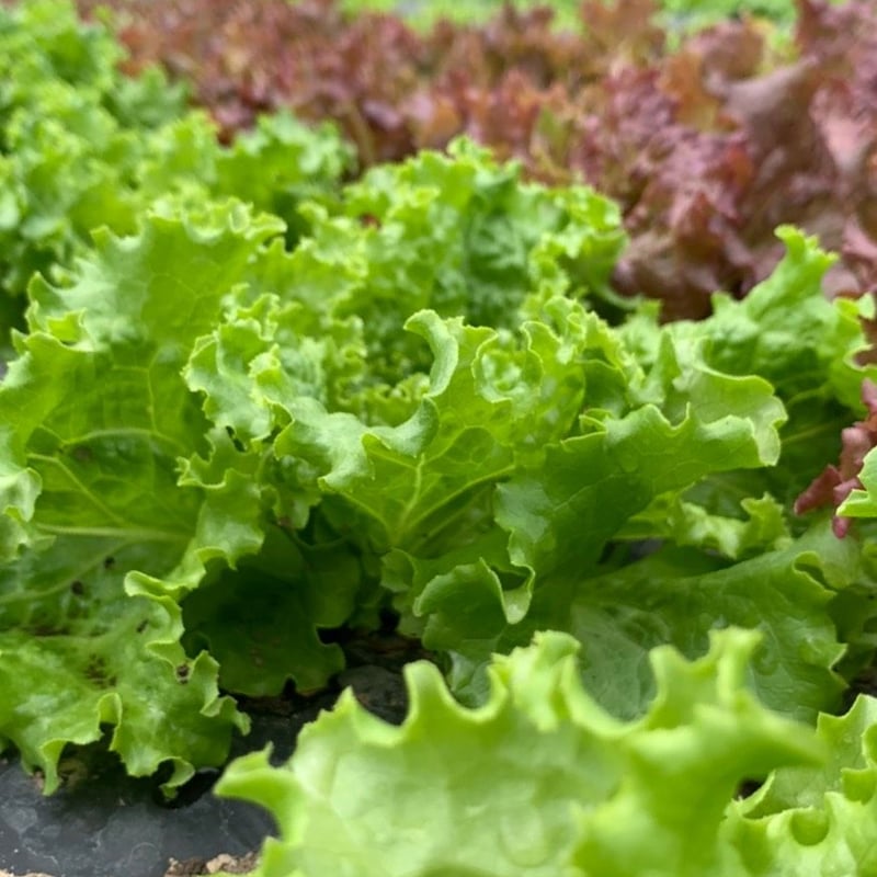 農家直送【フレッシュミモザ】80サイズ 農家直送【フレッシュミモザ】80サイズ 農業畜産資材 | 司化成