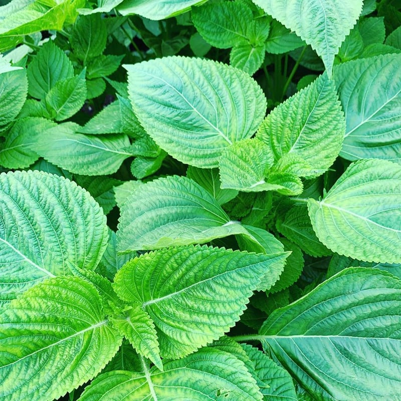 農家直送 里山育ちの無農薬野菜セット【Lサイズ】 | 原木椎茸と 農家直送 里山育ちの無農薬野菜セット【Lサイズ】 | 原木椎茸と