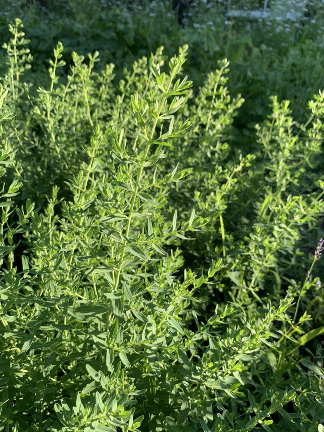 ご予約自家製ハーブ ご予約自家製ハーブ