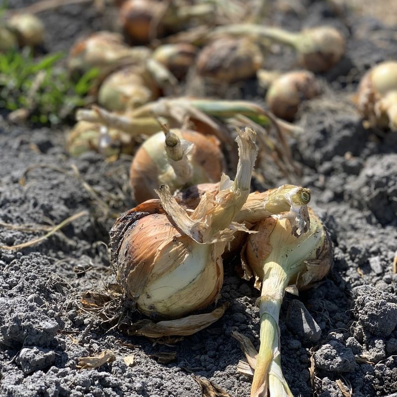 有機JAS認証】農家直送 里山育ちの無農薬玉ねぎ 10㎏セット