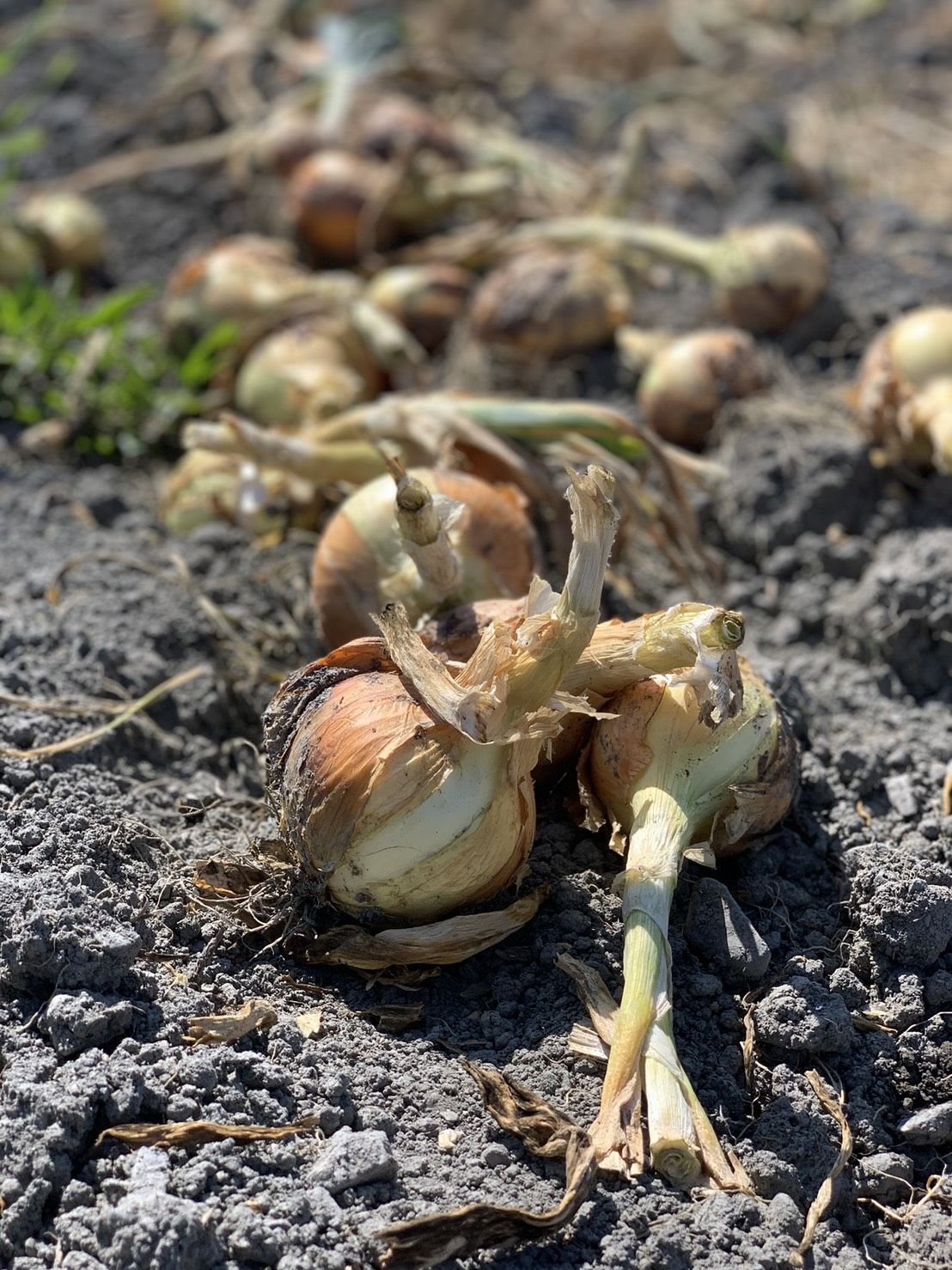 瀧　無農薬栽培の川根茶　100g×10袋　免疫力up 農家直売 安心安全に頑固一徹！」農薬不使用・自然肥料で育てたこだわりの