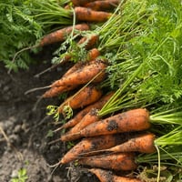 有機JAS認証】農家直送！里山育ちの無農薬里芋3kgセット オーガニック