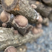 【有機JAS認証】里山育ちの原木椎茸徳用2kgセット オーガニック