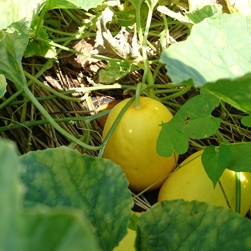 農家直送 近江伝統野菜 無農薬まくわうり 5kgセット | Satoyama 農家直送 近江伝統野菜 無農薬まくわうり 5kgセット | Satoyama