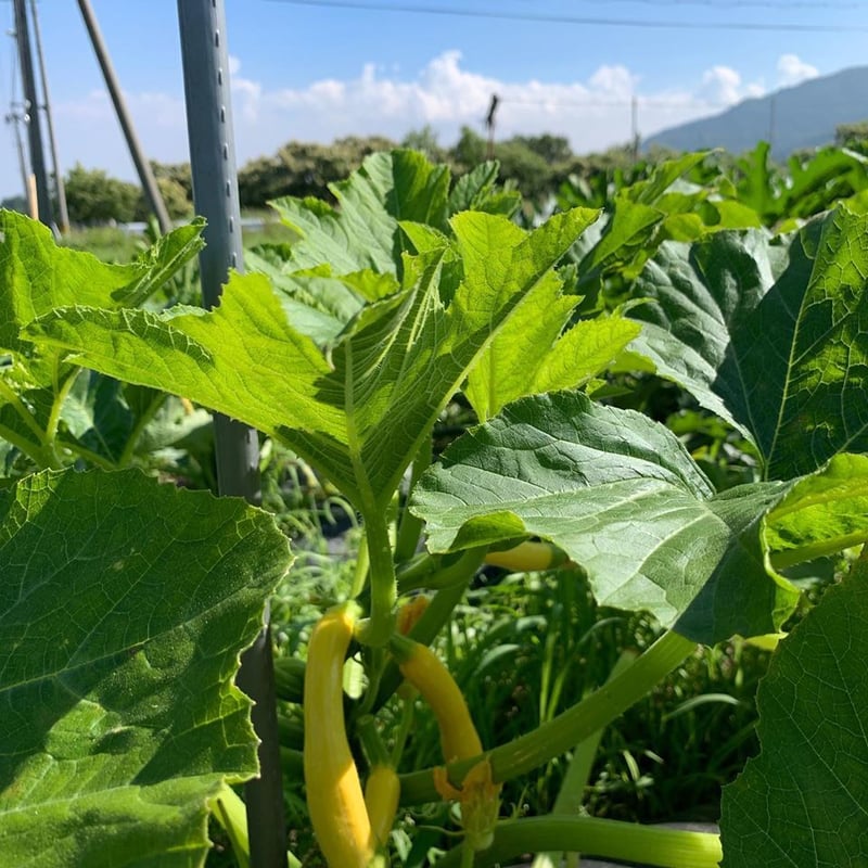 農家直送 里山育ちの無農薬野菜セット【Mサイズ】 | 原木椎茸と 農家直送 里山育ちの無農薬野菜セット【Mサイズ】 | 原木椎茸と