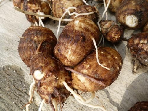 新鮮 で無農薬の竹の子里芋 里芋 500g前後 無農薬栽培 送料別 ポイント消化 食品