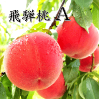 飛騨桃　A　12～13玉入り（５K箱）