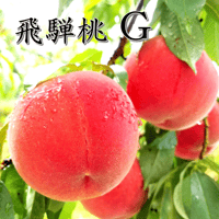 飛騨桃　G　10～12玉入り （3K箱）