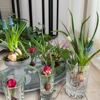 小さな球根花　花遊びセット　【送料込み】