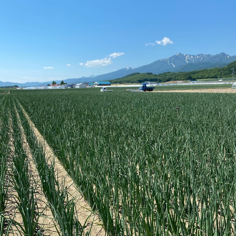 玉鋼2kg ZA18ダマスカス コバルト鋼【銀河】和筋引240