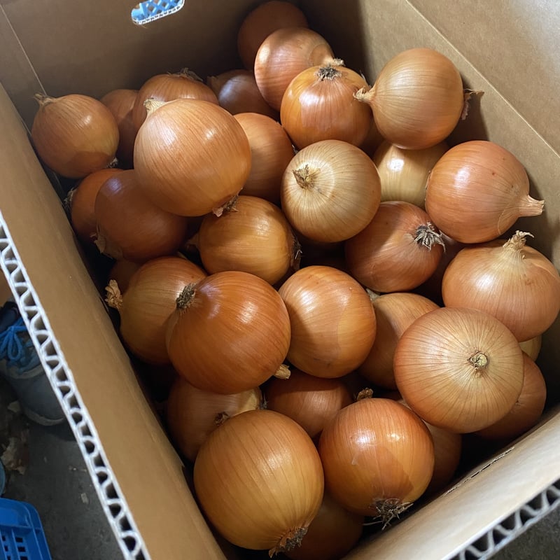 富良野産玉ねぎ20㎏ | 高見農園