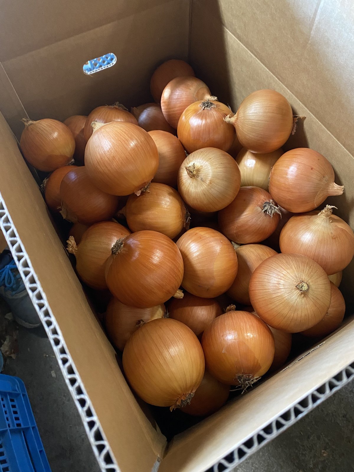富良野産玉ねぎ20㎏ | 高見農園
