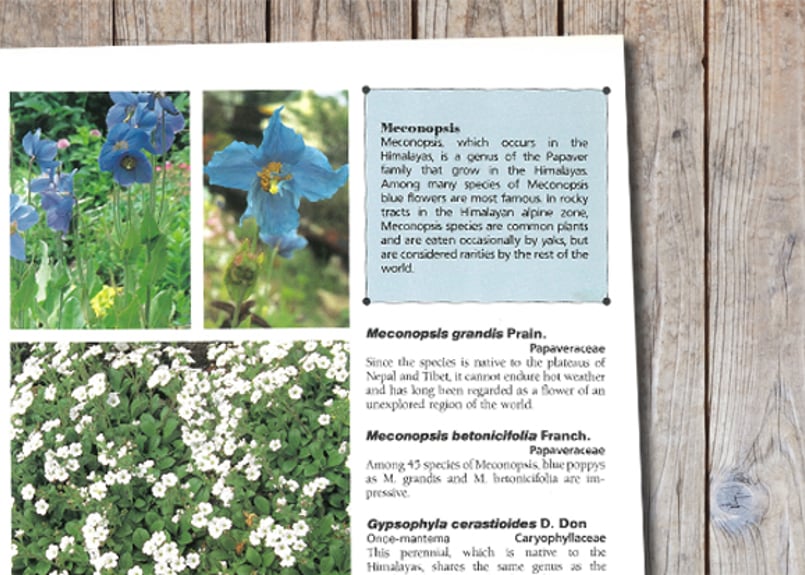 植物と花の百科事典 英語 ENCYCLOPEDIA OF FLOWERS Ⅵ 植物図鑑 – 青幻舎オンラインショップ