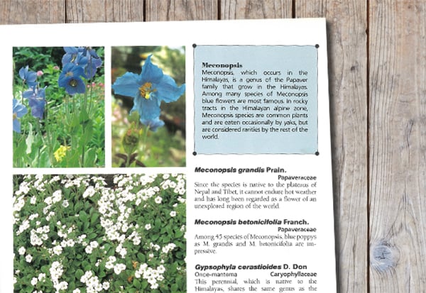 咲くやこの花館ガイドブック 英語版 Sakuya Konohana-kan Guidebook