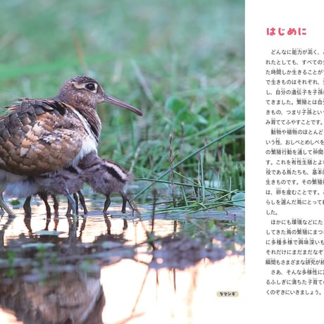 鳥の親子＆子育て図鑑