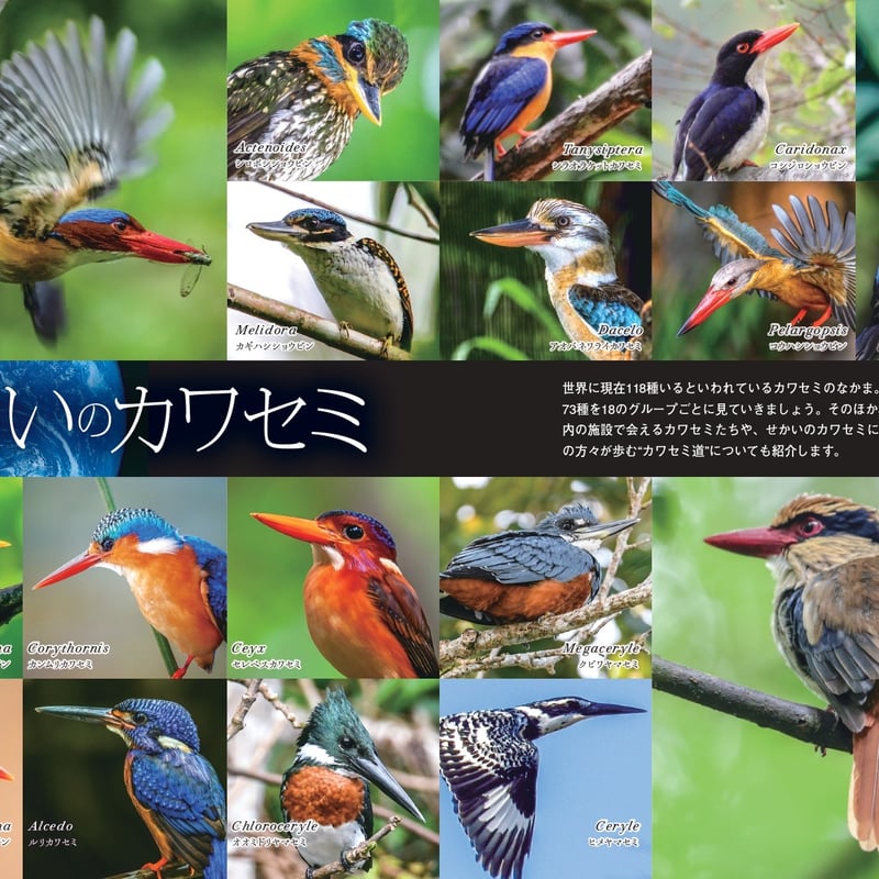せかいのカワセミ | カンゼンWEBショップ