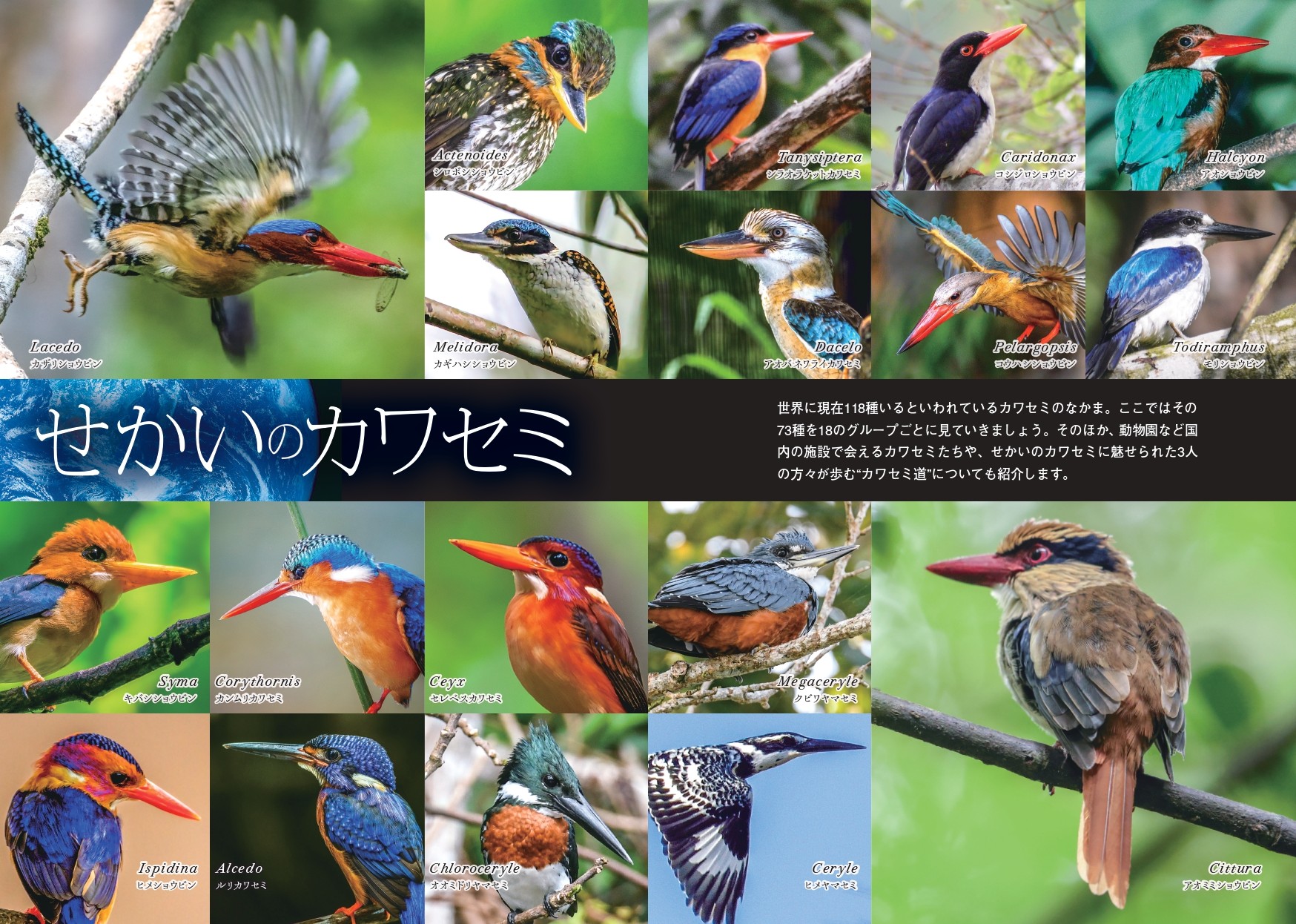 カワセミ　3点 せかいのカワセミ | カンゼンWEBショップ