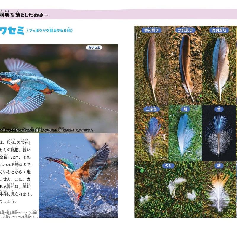 鳥の落としもの＆足あと図鑑 | カンゼンWEBショップ