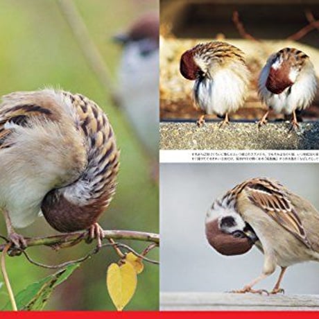 にっぽんスズメしぐさ