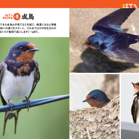 にっぽんツバメ紀行