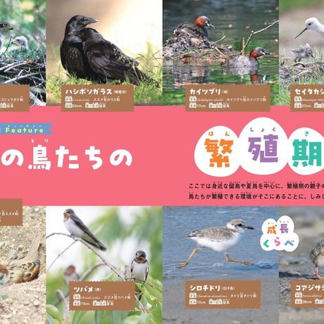 鳥の親子＆子育て図鑑