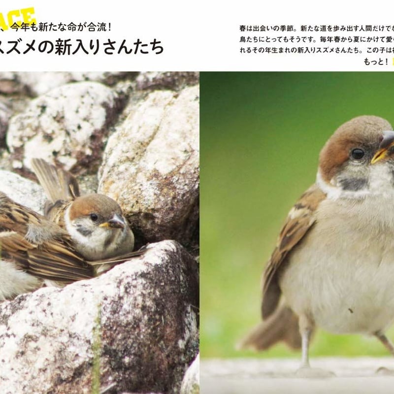 にっぽんのスズメと野鳥仲間 | カンゼンWEBショップ