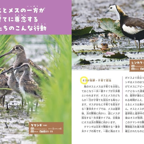 鳥の親子＆子育て図鑑