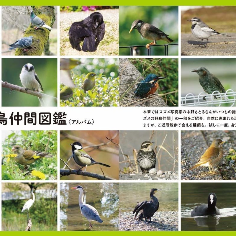 にっぽんのスズメと野鳥仲間 | カンゼンWEBショップ