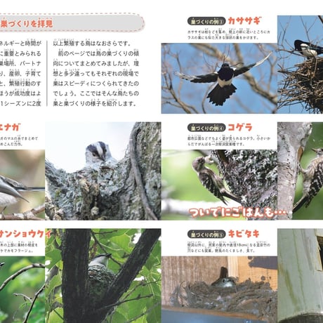 鳥の親子＆子育て図鑑