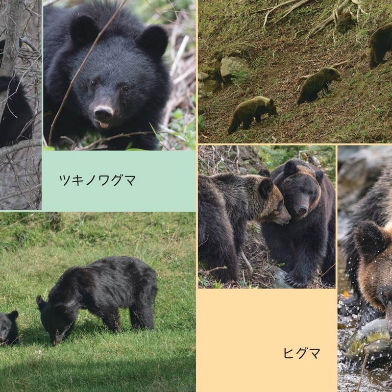 にっぽんのクマ | カンゼンWEBショップ
