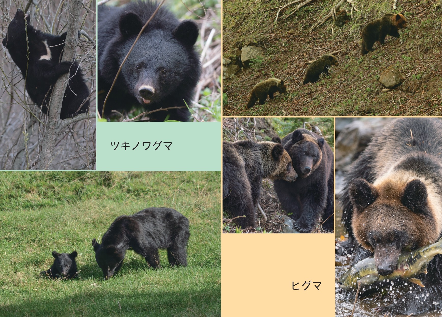 にっぽんのクマ | カンゼンWEBショップ