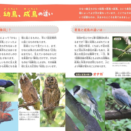 鳥の親子＆子育て図鑑