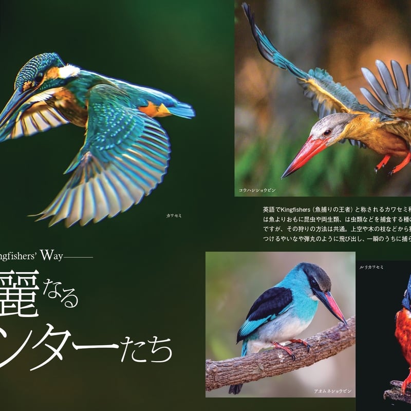 せかいのカワセミ | カンゼンWEBショップ