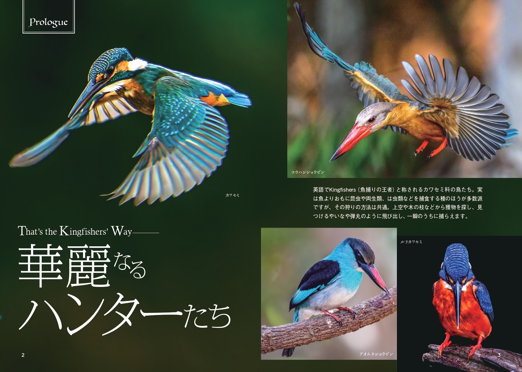 せかいのカワセミ | カンゼンWEBショップ