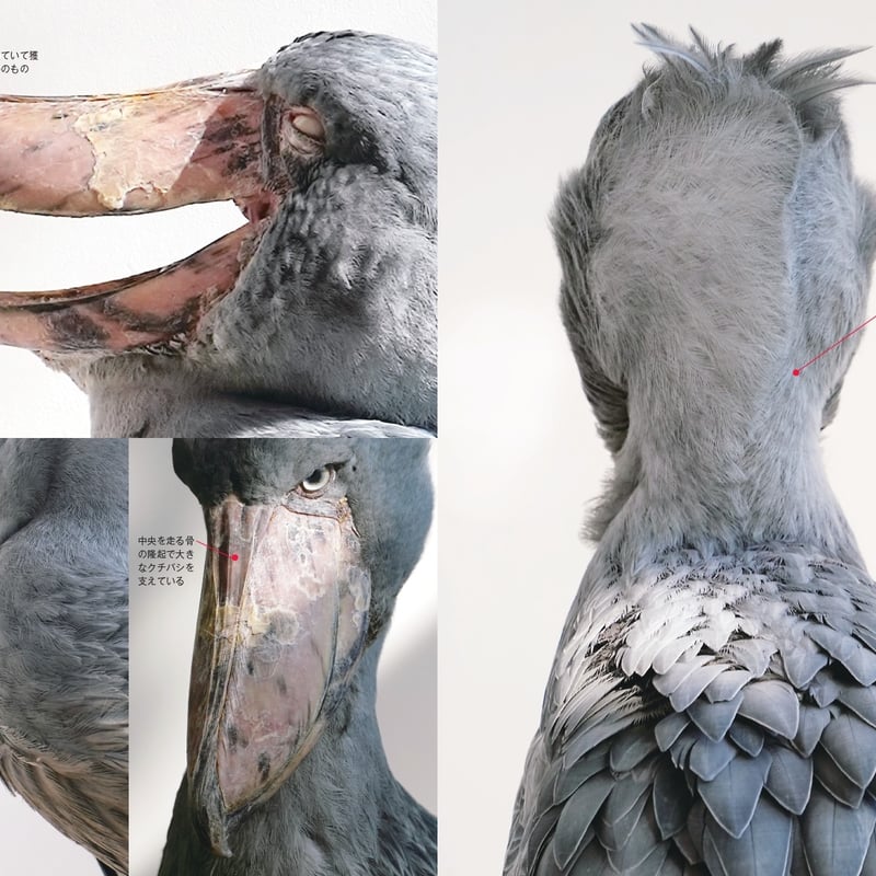ハシビロコウのフドウ PHOTO BOOK【しおり付】 | カンゼンWEBショップ