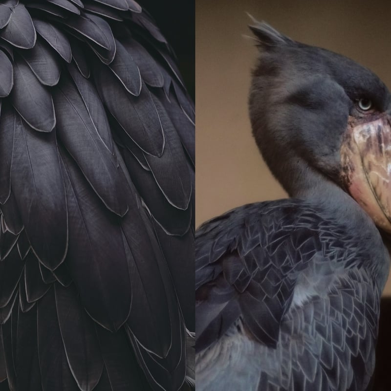 ハシビロコウのフドウ PHOTO BOOK【しおり付】 | カンゼンWEBショップ