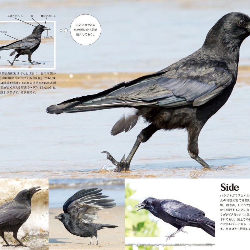 にっぽんのカラス | カンゼンWEBショップ