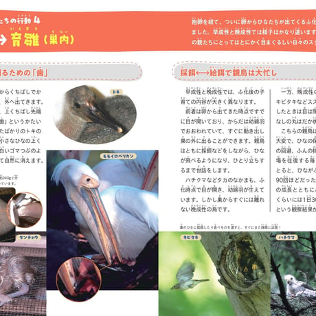 鳥の親子＆子育て図鑑