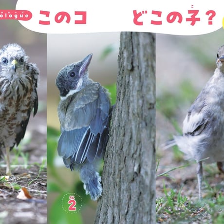 鳥の親子＆子育て図鑑