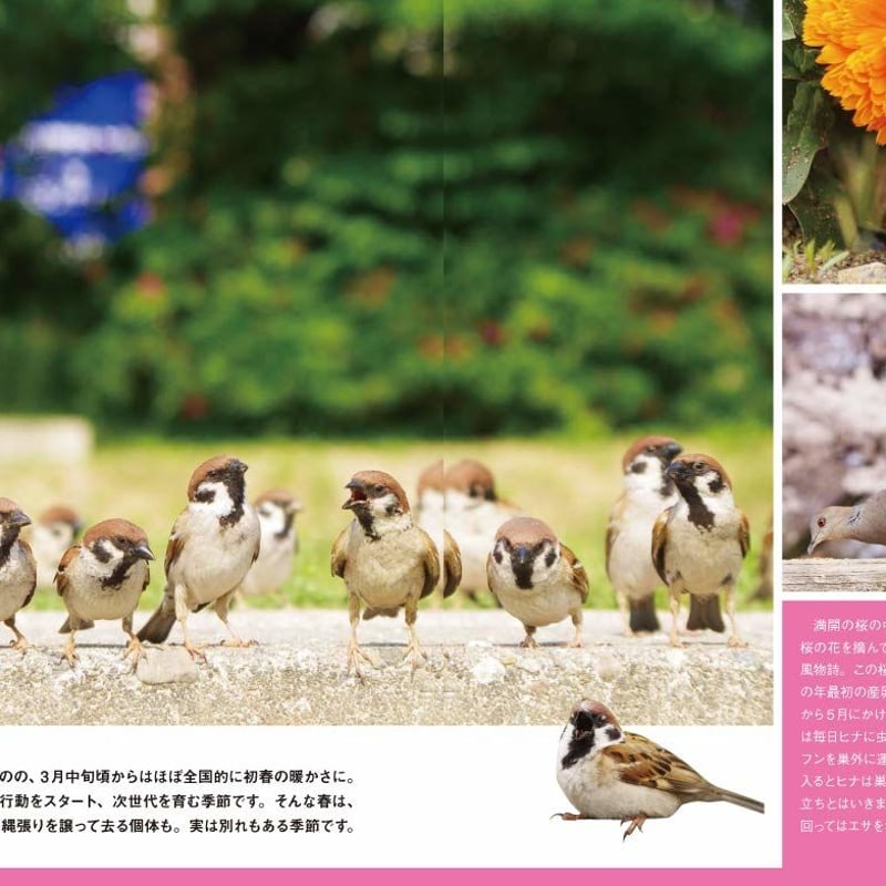 にっぽんのスズメと野鳥仲間 | カンゼンWEBショップ