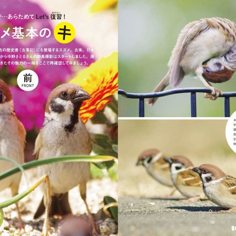 にっぽんのスズメと野鳥仲間 | カンゼンWEBショップ