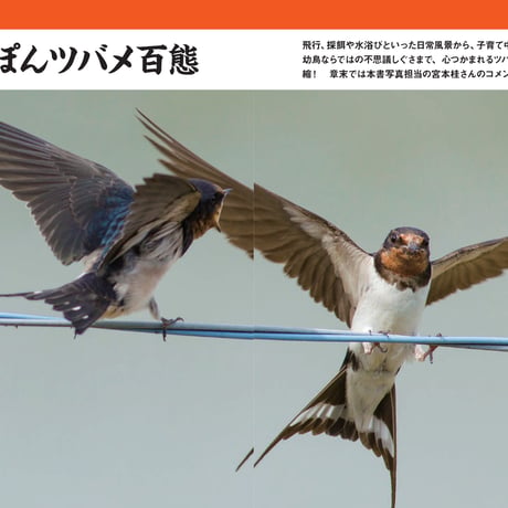 にっぽんツバメ紀行