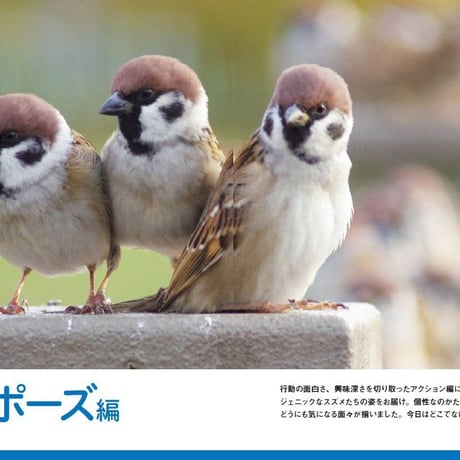 にっぽんスズメしぐさ