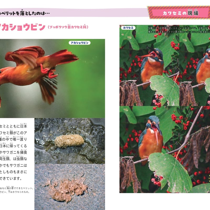 鳥の形態図鑑 鳥の形態図鑑(赤勘兵衛 著 ; 岩井修一 解説) / 古本、中古本、古