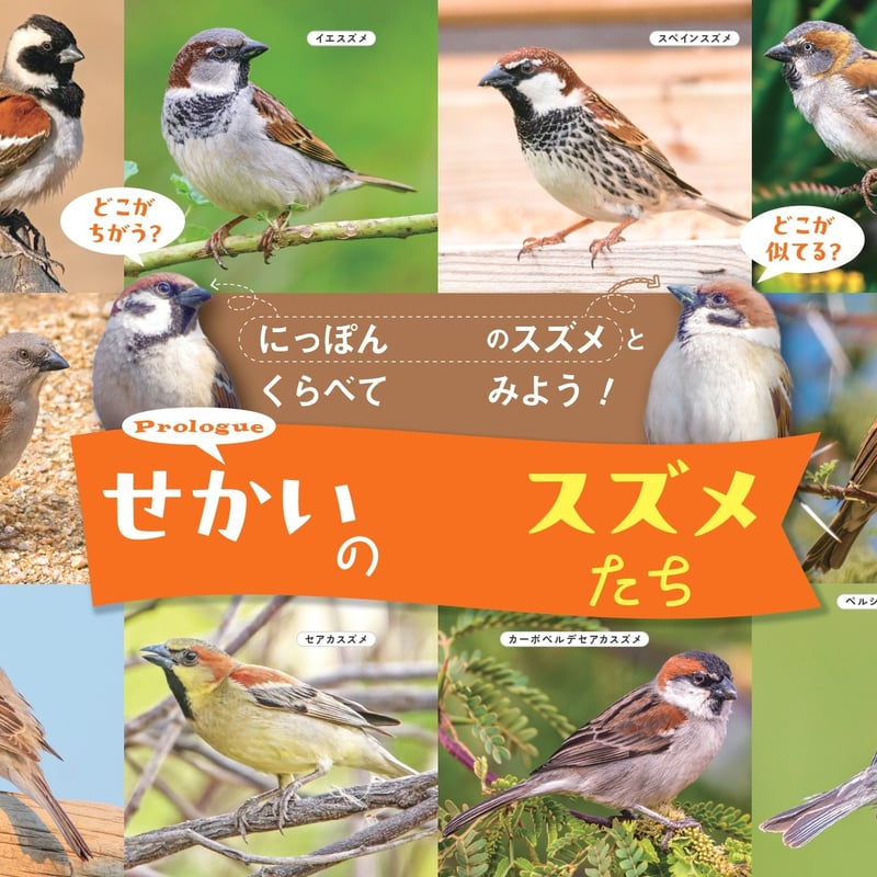 せかいのスズメ | カンゼンWEBショップ