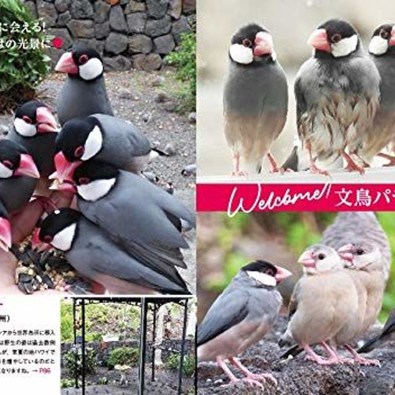 にっぽん文鳥絵巻 | カンゼンWEBショップ